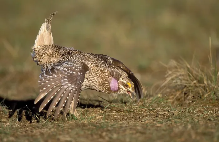 Gerahmter Druck : Stekelstaarthöhnchen, Sharp-tailed Grouse, Tympanuchus phasianellus Gerahmter Druck : Stekelstaarthöhnchen, Sharp-tailed Grouse, Tympanuchus phasianellus