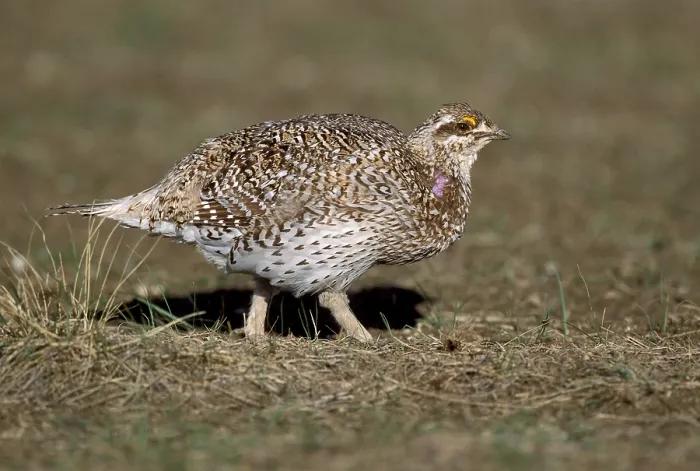 Gerahmter Druck : Stekelstaarthöhnchen, Sharp-tailed Grouse, Tympanuchus phasianellus Gerahmter Druck : Stekelstaarthöhnchen, Sharp-tailed Grouse, Tympanuchus phasianellus