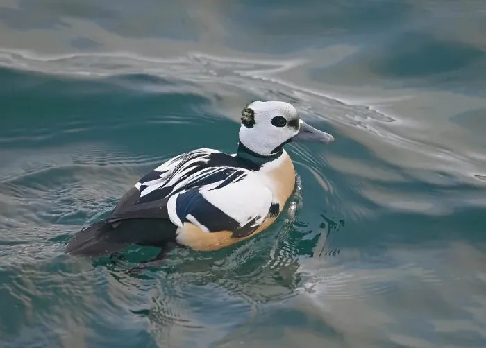 Gerahmter Druck : Stellers Eider, Steller-Eider, Polysticta stelleri Gerahmter Druck : Stellers Eider, Steller-Eider, Polysticta stelleri