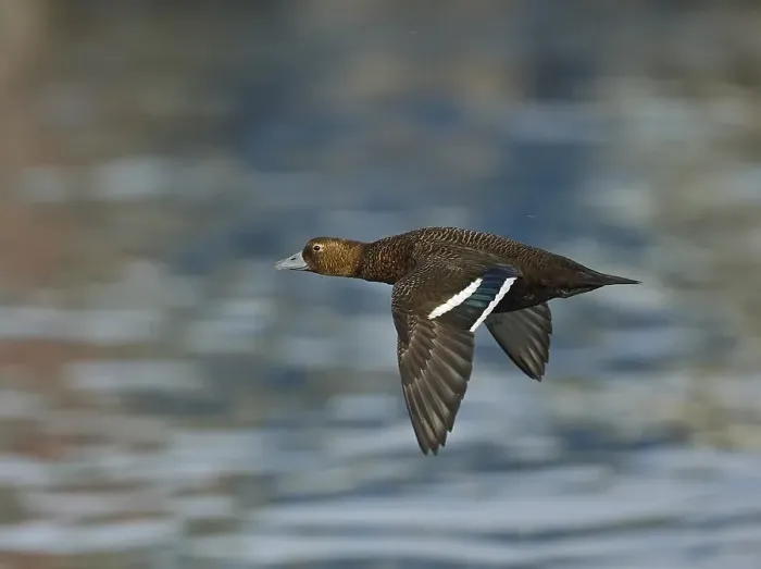 Gerahmter Druck : Stellers Eider, Steller-Eider, Polysticta stelleri Gerahmter Druck : Stellers Eider, Steller-Eider, Polysticta stelleri