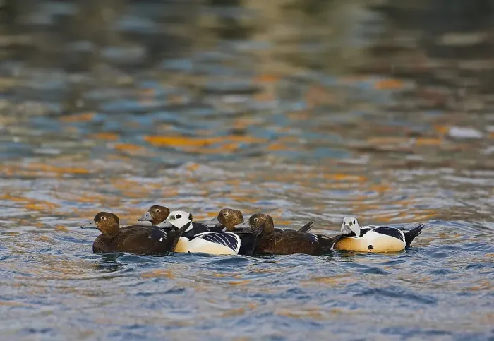 Gerahmter Druck : Stellers Eider, Steller-Eider, Polysticta stelleri Gerahmter Druck : Stellers Eider, Steller-Eider, Polysticta stelleri