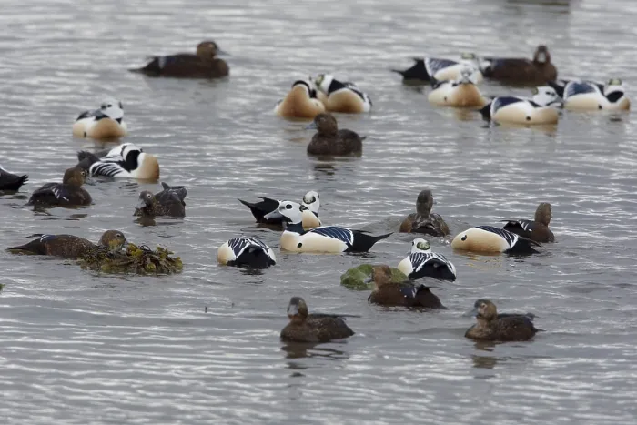 Gerahmter Druck : Stellers Eider, Steller-Eider, Polysticta stelleri Gerahmter Druck : Stellers Eider, Steller-Eider, Polysticta stelleri