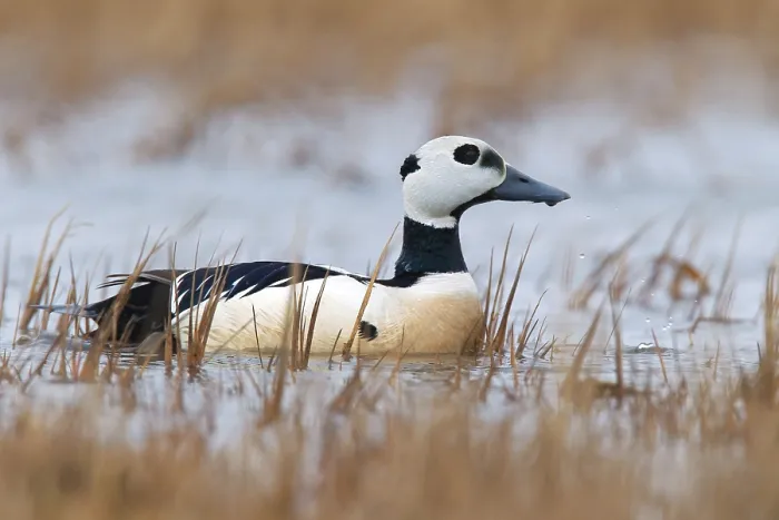 Gerahmter Druck : Stellers Eider, Steller-Eider, Polysticta stelleri Gerahmter Druck : Stellers Eider, Steller-Eider, Polysticta stelleri