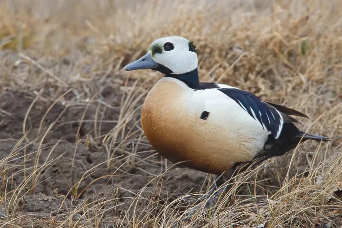 Gerahmter Druck : Stellers Eider, Steller-Eider, Polysticta stelleri Gerahmter Druck : Stellers Eider, Steller-Eider, Polysticta stelleri