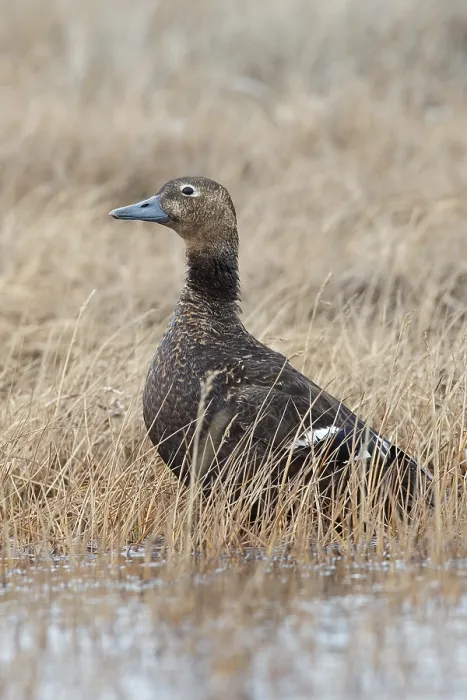 Gerahmter Druck : Stellers Eider, Steller-Eider, Polysticta stelleri Gerahmter Druck : Stellers Eider, Steller-Eider, Polysticta stelleri