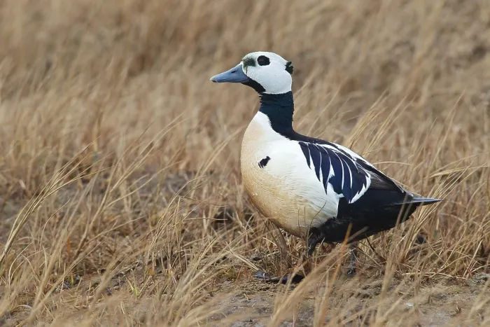 Gerahmter Druck : Stellers Eider, Steller-Eider, Polysticta stelleri Gerahmter Druck : Stellers Eider, Steller-Eider, Polysticta stelleri