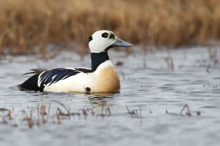 Gerahmter Druck : Stellers Eider, Steller-Eider, Polysticta stelleri Gerahmter Druck : Stellers Eider, Steller-Eider, Polysticta stelleri