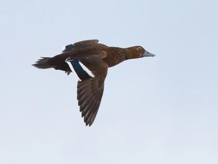 Gerahmter Druck : Stellers Eider, Steller-Eider, Polysticta stelleri Gerahmter Druck : Stellers Eider, Steller-Eider, Polysticta stelleri