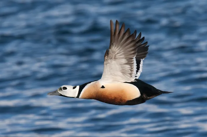 Gerahmter Druck : Stellers Eider, Steller-Eider, Polysticta stelleri Gerahmter Druck : Stellers Eider, Steller-Eider, Polysticta stelleri