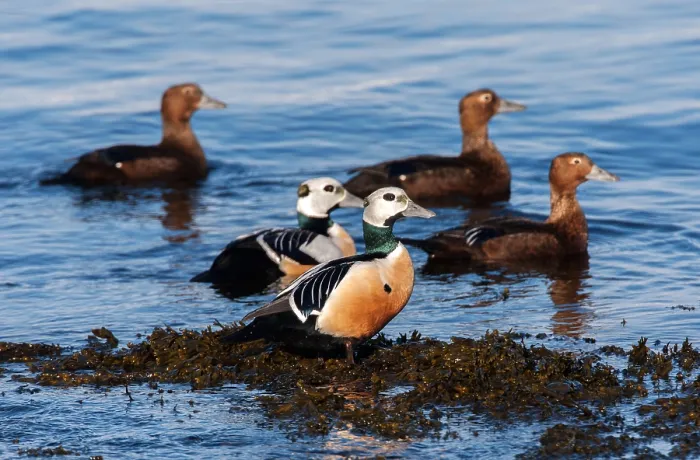 Gerahmter Druck : Stellers Eider, Steller-Eider, Polysticta stelleri Gerahmter Druck : Stellers Eider, Steller-Eider, Polysticta stelleri