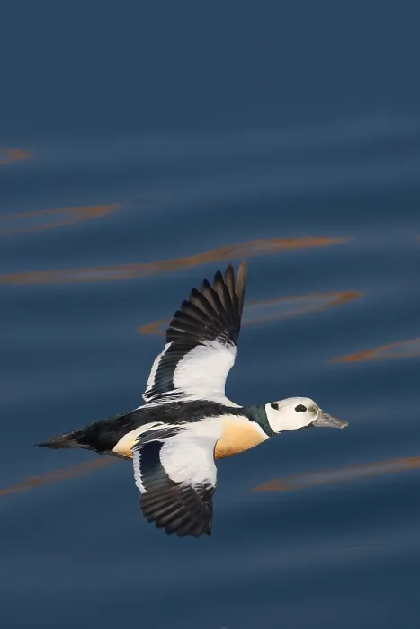 Gerahmter Druck : Stellers Eider, Steller-Eider, Polysticta stelleri Gerahmter Druck : Stellers Eider, Steller-Eider, Polysticta stelleri