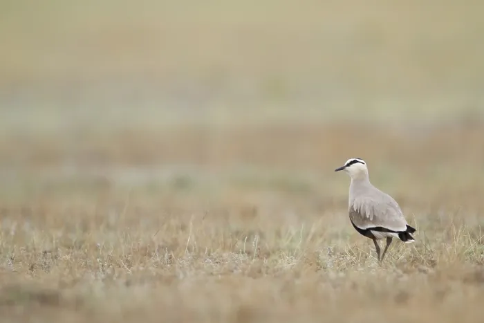 Gerahmter Druck : Steppekievit, Gesellige Kiebitz, Charadrius gregarius Gerahmter Druck : Steppekievit, Gesellige Kiebitz, Charadrius gregarius
