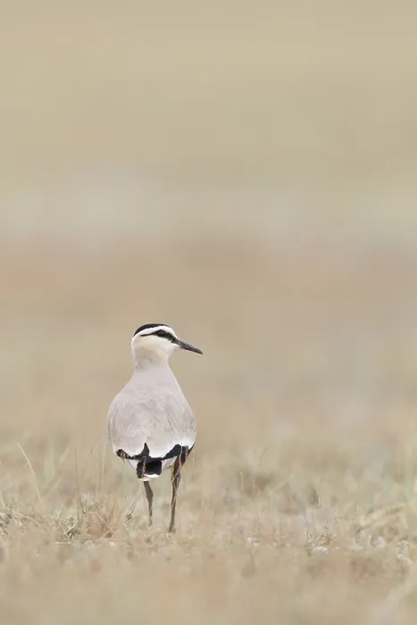Gerahmter Druck : Steppekievit, Geselliger Tüpfelwürger, Charadrius gregarius Gerahmter Druck : Steppekievit, Geselliger Tüpfelwürger, Charadrius gregarius