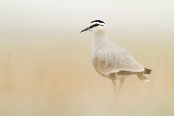 Gerahmter Druck : Steppekievit, Gesellige Kiebitz, Charadrius gregarius