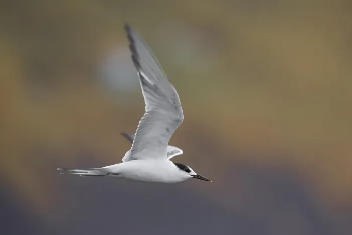 Gerahmter Druck : Sterna comune; Common Tern; Sterna hirundo Gerahmter Druck : Sterna comune; Common Tern; Sterna hirundo