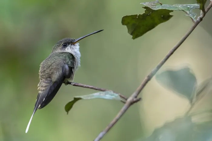 Gerahmter Druck : Schwarzscheibe-Prinzengucker (Phaethornis bourcieri bourcieri) Gerahmter Druck : Schwarzscheibe-Prinzengucker (Phaethornis bourcieri bourcieri)