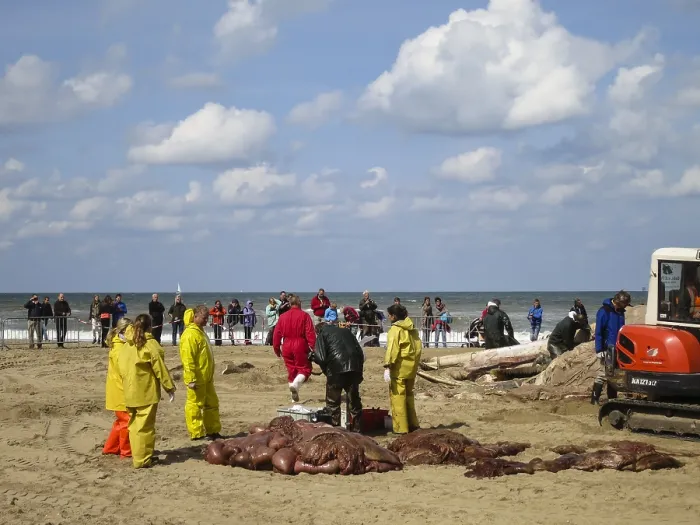 Gerahmter Druck : Entschlossener Wal in Scheveningen. Gerahmter Druck : Entschlossener Wal in Scheveningen.