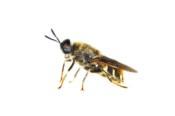 Gerahmter Druck : Stratiomys singularior Gerahmter Druck : Stratiomys singularior
