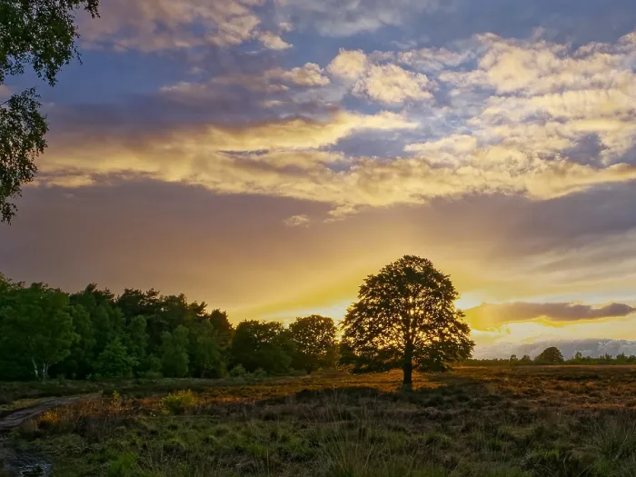 Gerahmter Druck : Sonnenuntergang-Buche Ederheide Gerahmter Druck : Sonnenuntergang-Buche Ederheide
