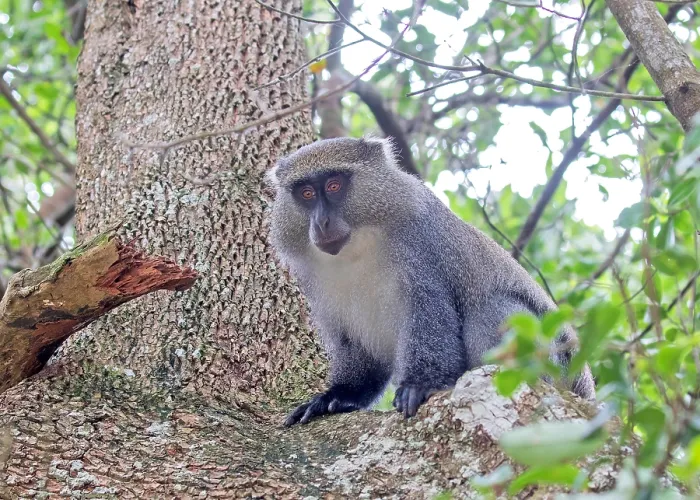 Gerahmter Druck : Sykes-Monkey, Cercopithecus mitis albogularis Gerahmter Druck : Sykes-Monkey, Cercopithecus mitis albogularis