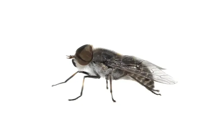Gerahmter Druck : Tabanus maculicornis Gerahmter Druck : Tabanus maculicornis