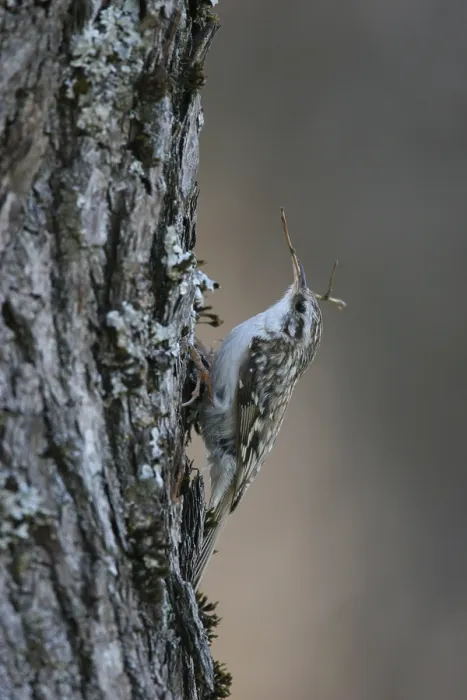 Gerahmter Druck : Taigaboomkruiper, Eurasian Treecreeper, Certhia familiaris Taigaboomkruiper: Eurasischer Baumsteiger Treecreeper: Baumsteiger Certhia familiaris: Certhia familiaris Gerahmter Druck : Taigaboomkruiper, Eurasian Treecreeper, Certhia familiaris Taigaboomkruiper: Eurasischer Baumsteiger Treecreeper: Baumsteiger Certhia familiaris: Certhia familiaris