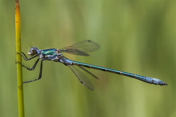 Gerahmter Druck : Tangpantserjuffer, Robust Spreadwing, Lestes dryas Gerahmter Druck : Tangpantserjuffer, Robust Spreadwing, Lestes dryas