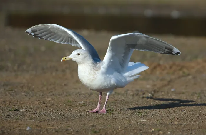 Gerahmter Druck : Thayers-Möwe, Larus thayeri Gerahmter Druck : Thayers-Möwe, Larus thayeri