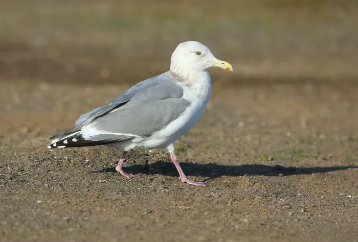 Gerahmter Druck : Thayers-Möwe, Larus thayeri Gerahmter Druck : Thayers-Möwe, Larus thayeri