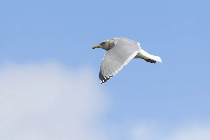 Gerahmter Druck : Thayers-Möwe, Larus thayeri Gerahmter Druck : Thayers-Möwe, Larus thayeri