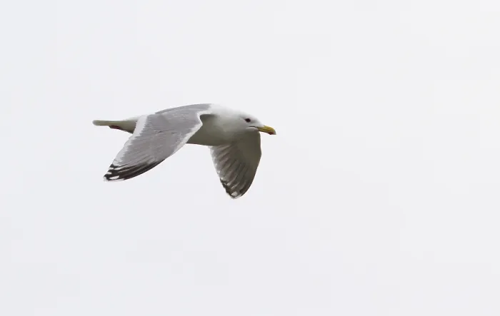 Gerahmter Druck : Thayers-Möwe, Larus thayeri Gerahmter Druck : Thayers-Möwe, Larus thayeri