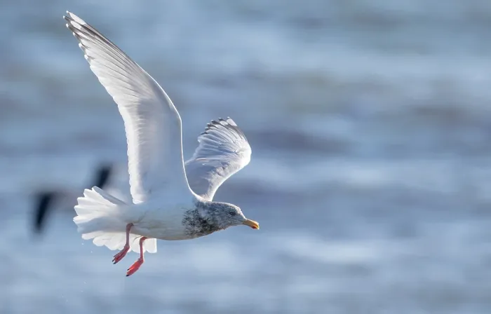 Gerahmter Druck : Thayers-Möwe, Larus thayeri