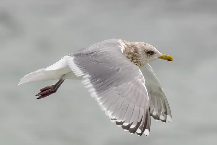 Gerahmter Druck : Thayers-Möwe, Larus thayeri Gerahmter Druck : Thayers-Möwe, Larus thayeri