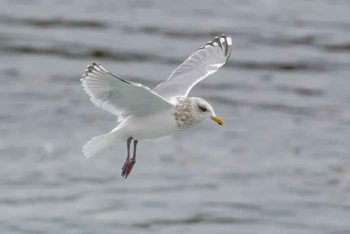 Gerahmter Druck : Thayers-Möwe, Larus thayeri Gerahmter Druck : Thayers-Möwe, Larus thayeri