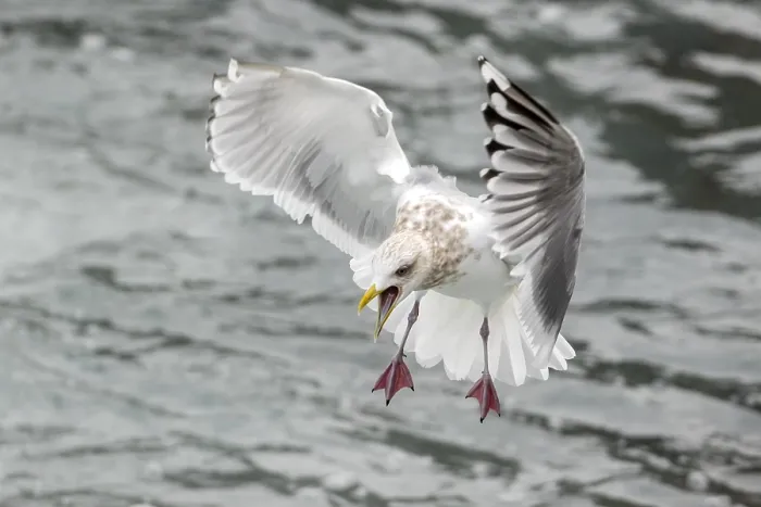 Gerahmter Druck : Thayers-Möwe, Larus thayeri Gerahmter Druck : Thayers-Möwe, Larus thayeri