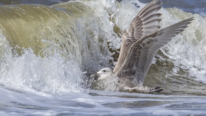 Gerahmter Druck : Thayers-Möwe, Larus thayeri Gerahmter Druck : Thayers-Möwe, Larus thayeri