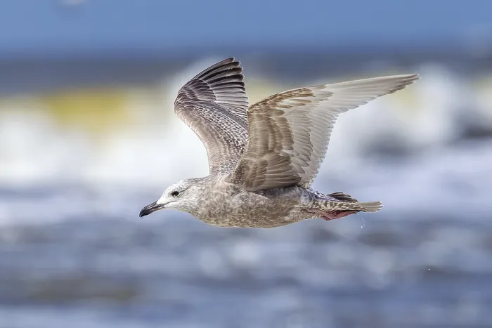Gerahmter Druck : Thayers-Möwe, Larus thayeri Gerahmter Druck : Thayers-Möwe, Larus thayeri