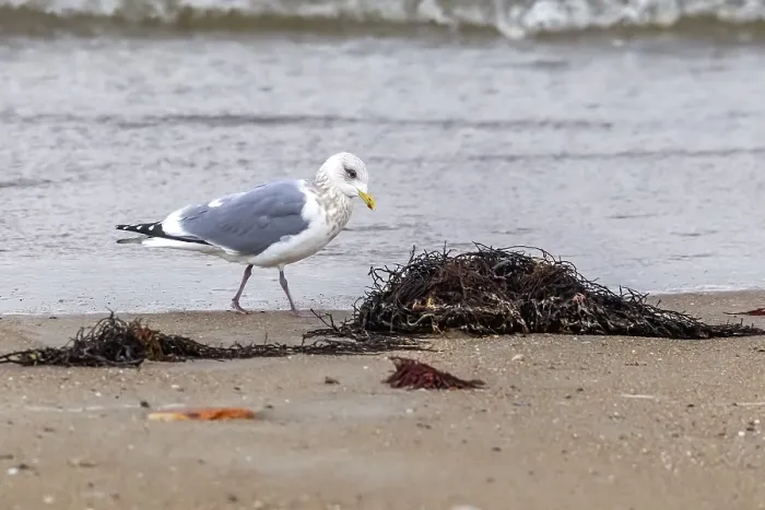 Gerahmter Druck : Thayers-Möwe, Larus thayeri Gerahmter Druck : Thayers-Möwe, Larus thayeri