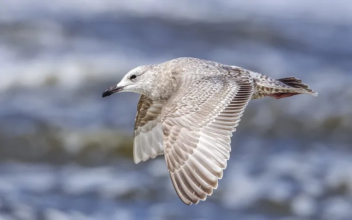 Gerahmter Druck : Thayers-Möwe, Larus thayeri Gerahmter Druck : Thayers-Möwe, Larus thayeri