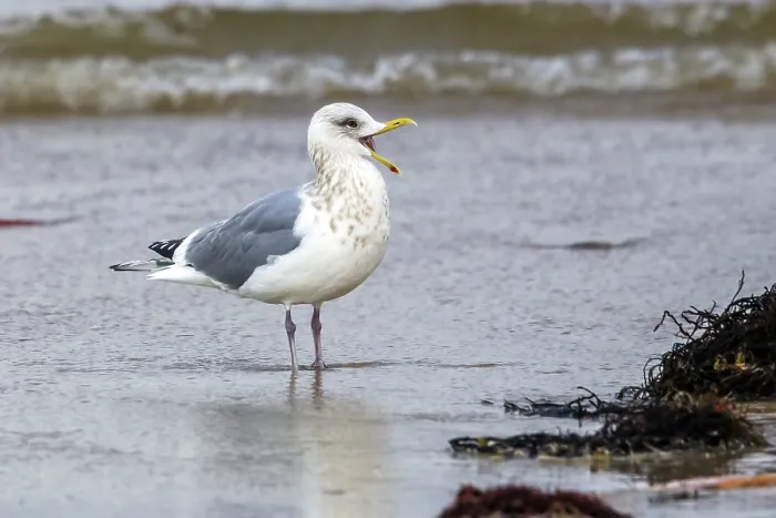 Gerahmter Druck : Thayers Meeuw, Larus thayeri Gerahmter Druck : Thayers Meeuw, Larus thayeri