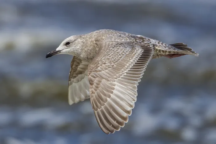 Gerahmter Druck : Thayers Meeuw, Larus thayeri Gerahmter Druck : Thayers Meeuw, Larus thayeri