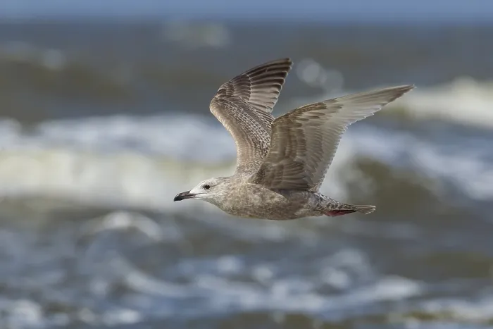 Gerahmter Druck : Thayers Meeuw, Larus thayeri Gerahmter Druck : Thayers Meeuw, Larus thayeri