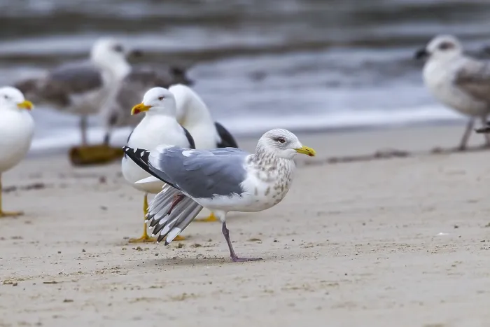 Gerahmter Druck : Thayers Meeuw, Larus thayeri Gerahmter Druck : Thayers Meeuw, Larus thayeri