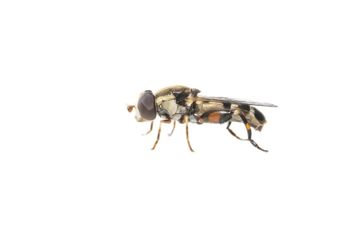 Gerahmter Druck : Dickebeinige Mückenschwanzfliege, Menuetzweefvlieg, Syritta pipiens Gerahmter Druck : Dickebeinige Mückenschwanzfliege, Menuetzweefvlieg, Syritta pipiens
