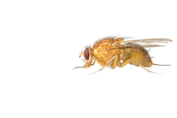 Gerahmter Druck : Thricops diaphanus Gerahmter Druck : Thricops diaphanus