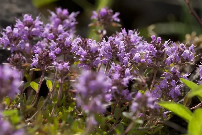 Gerahmter Druck : Thymian, Thymian, Thymus Gerahmter Druck : Thymian, Thymian, Thymus