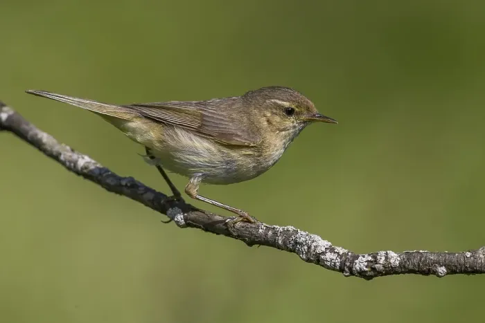 Gerahmter Druck : Tjiftjaf; Chiffchaff; Phylloscopus collybita