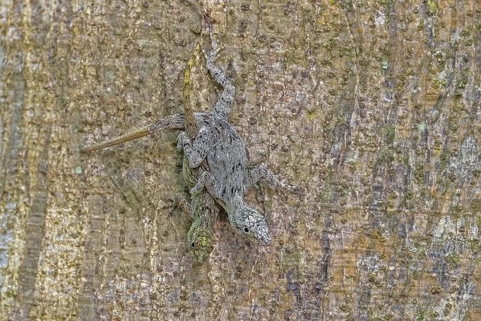 Gerahmter Druck : Baum-Anolis Gerahmter Druck : Baum-Anolis