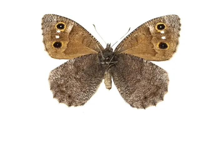 Gerahmter Druck : Buchen-Zipfelfalter, Hipparchia statilinus. Gerahmter Druck : Buchen-Zipfelfalter, Hipparchia statilinus.