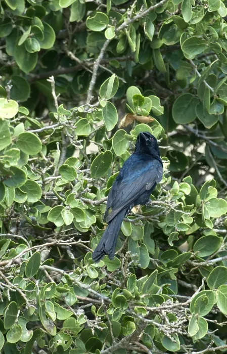 Gerahmter Druck : Treurdrongo, Gabelschwanz-Draugönne, Dicrurus adsimilis Gerahmter Druck : Treurdrongo, Gabelschwanz-Draugönne, Dicrurus adsimilis